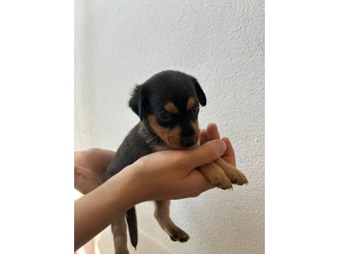 Minyatür pinscher 30 günlük