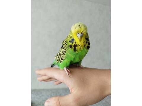 1 çift jumbo muhabbet kuşu