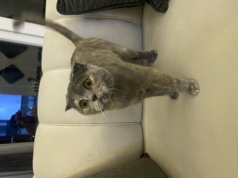 Scottish fold 1 yaşında