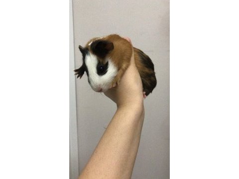 Ginepig ve kemirgen türleri