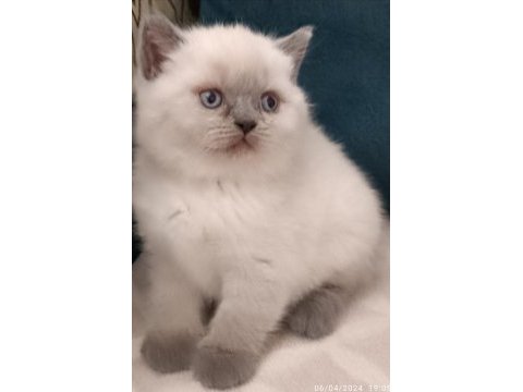 British shorthair blue point erkek yavrumuz