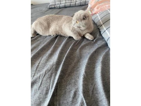 Lilac rengi scottish fold 5 aylık dişi