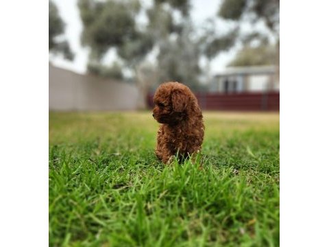 Toy poodle yavrularımız uygun değildir