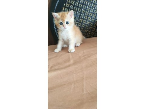 British shorthair kedisi