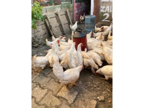 Satılık tavuk