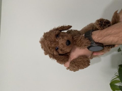 Saf ırk red brown toy poodle yavruları