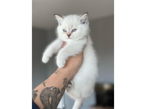 A kalite british longhair yavrular sahiplerini arıyor