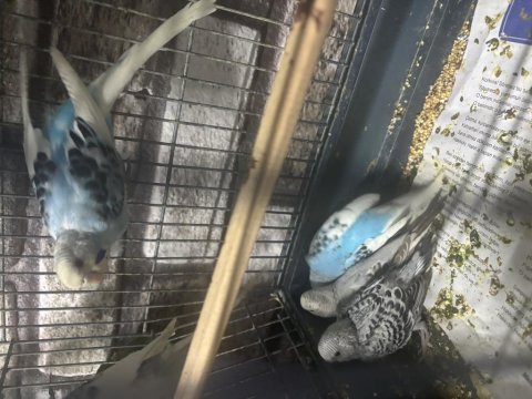 5 adet yeme düşmüş bebek muhabbet kuşu