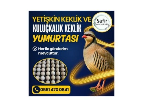 Yetişkin keklik ve kuluçkalık keklik yumurtası