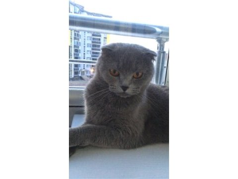 Minik prenses scottish fold