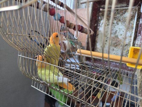2 3 aylık sevda papağanı