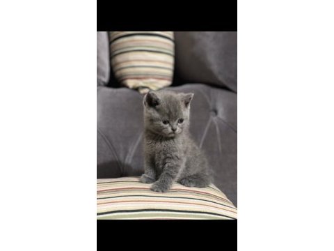 British shorthair