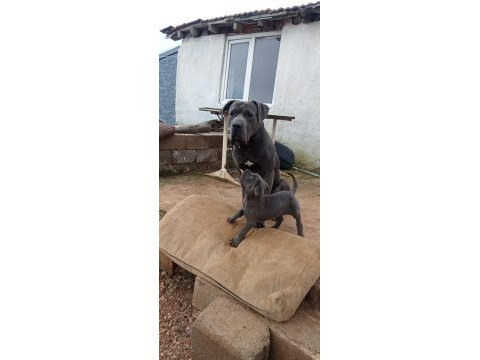 A kalite iri cane corso yavrular