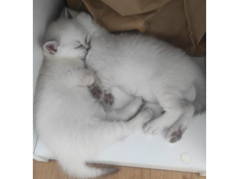 Ücretsiz british shorthair beyaz kedimiz