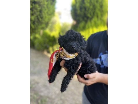 Lekesiz black poodle a kalite
