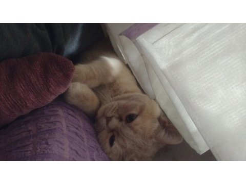 British shorthair ve iran kırması paşa