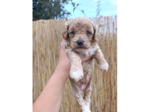 Sağlık garantili, üst kalite maltipoo yavrular