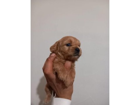 Maltipoo bebekler