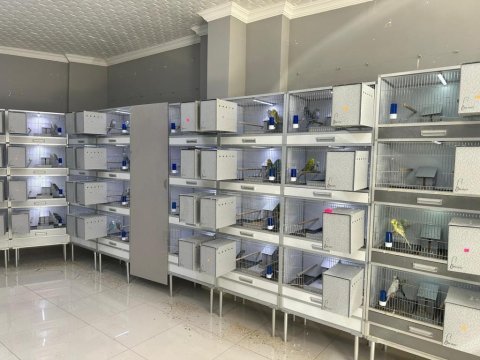 Muhabbet ve sultan papağanı üretim kafesi