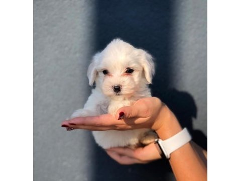 Maltese terrıer yavrular