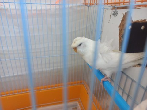 Acil satılık muhabbet kuşları