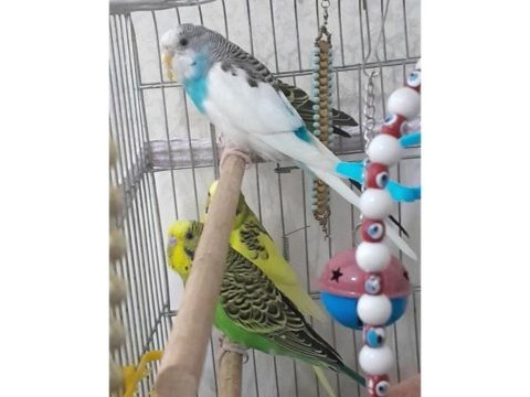 Mavi sarı yeşil renklerde dişi ve erkek muhabbet kuşu