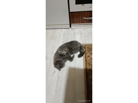 Çok tatlı kedimiz miço