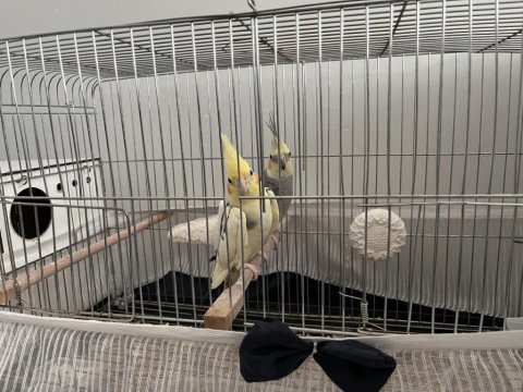 Çift önceden yumurtalamış yumurtalama hazırlığında kuşumuz