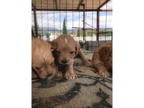 Sevimli ırk maltipoo