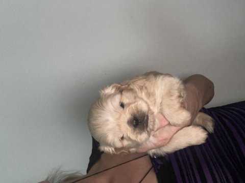Pekinez prenslerim ve prensesim