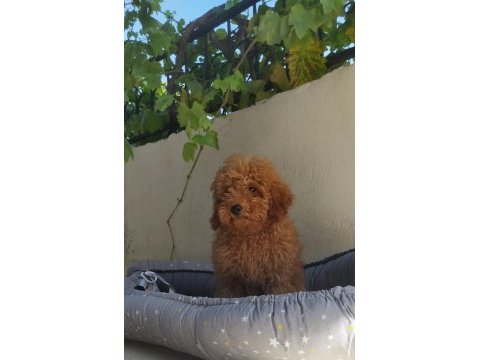 Aşılı teslim poodle yavrular