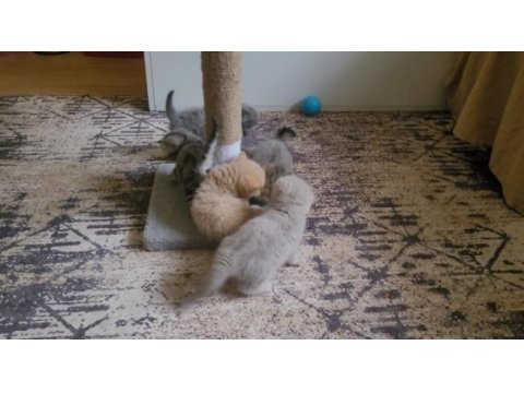 British shorthair ve scottish fold yavrular