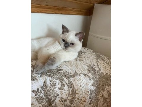 Minik kedimiz pamuğumuz yuva arıyor