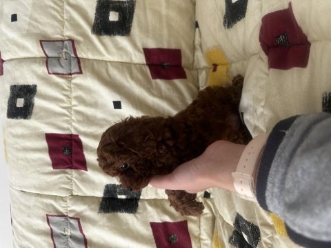 2 kiloyu geçmez garantili kore poodle yavrular