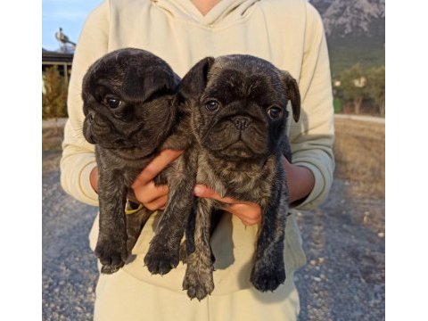 Safkan pug