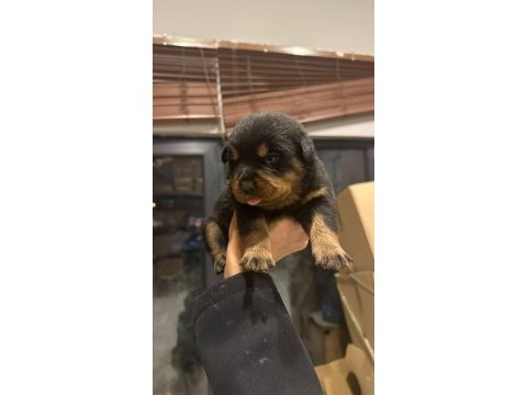 Rottweiler yavru köpekler