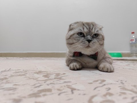 Ayı surat 14 aylık scottish fold