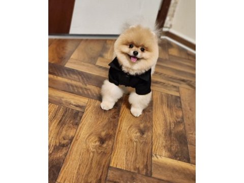 Efsane eğitimli tam ayı surat erkek pomeranian
