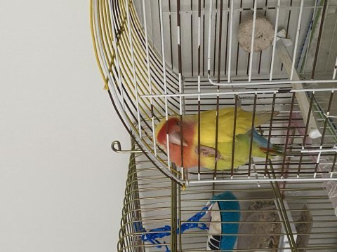 Damızlık yumurta veren dişi sevda papağanı