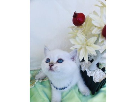 British shorthair ve longhair yavrular sahiplendirilecektir