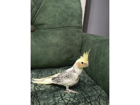2023 yeme düşmüş yavrular pied-pearl-cinnamon sultan