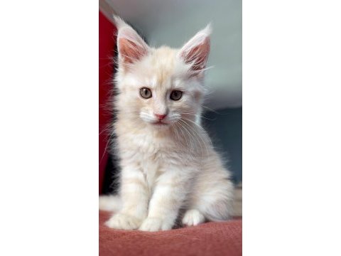 Dişi maine coon yavrusu