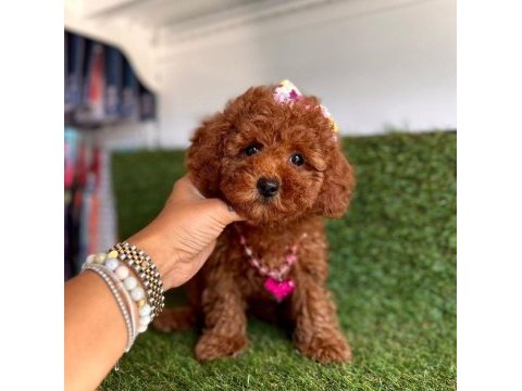 Sevimli toy poodle yavrularımız