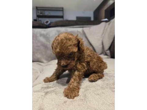Mini toy poodle