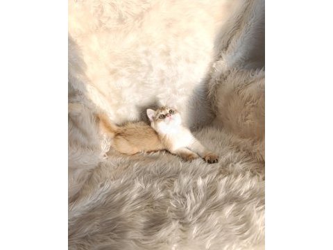 British shorthair golden ny11 erkek