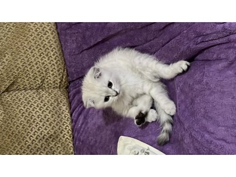 4 aylık dişi scottish fold