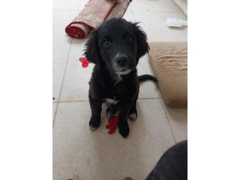 Yavru köpeğimiz