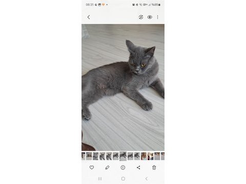 British shorthair 1,5 yaşında