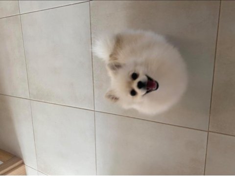 Pomeranian boo ayıcık surat 8 aylık erkek