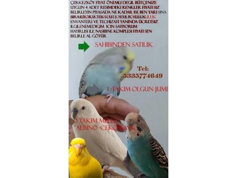 Acil bakamıyorum işsizim iyi bakacak fiyatı uygun kuşumuz